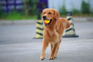 金毛口臭怎么办