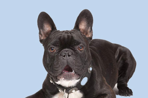 法国斗牛犬可以吃什么