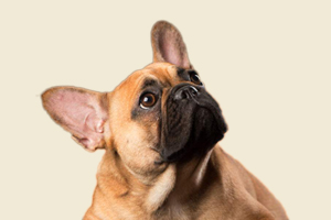 法斗口臭怎么解决