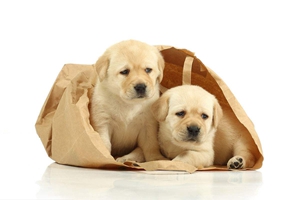 拉布拉多三个月喂养方法