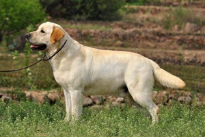 拉布拉多三个月吃什么