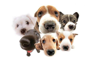 狗狗换牙补钙吃什么