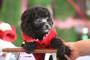 泰迪补钙吃什么