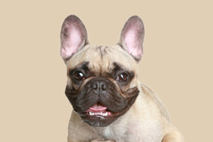 法斗不吃狗粮怎么办