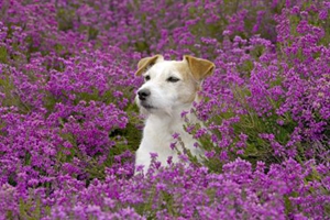 小狗狗生宝宝怎么办