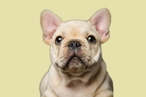 法斗体味重怎么办