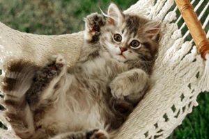 三个月猫咪吃什么最好