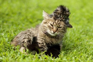 三个月猫咪吃什么能胖