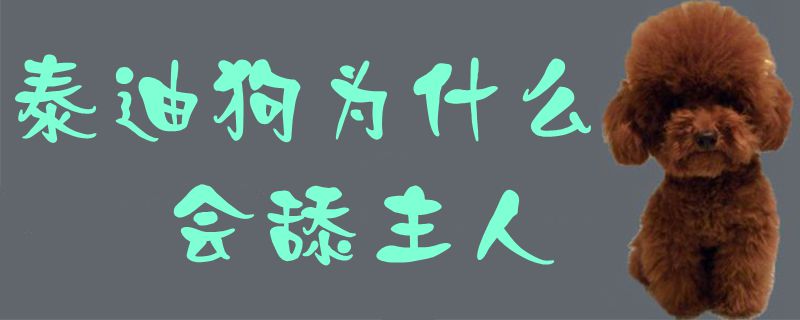 泰迪狗为什么会舔主人1