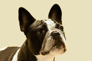 法斗吃屎怎么办