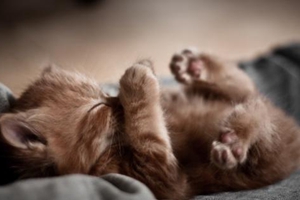 猫咪洗澡时很凶怎么办