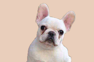 法斗耳朵多久立起来