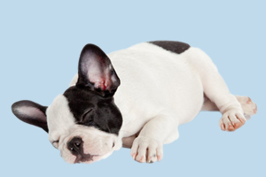 法国斗牛犬不能吃什么