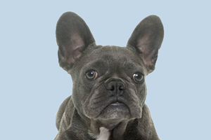 法斗换毛期什么时候