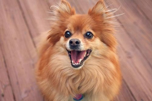 博美犬要咬人怎么办