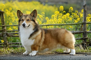 柯基幼犬怎么喂