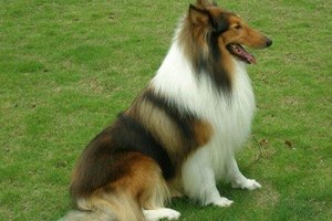 苏牧吃什么狗粮好