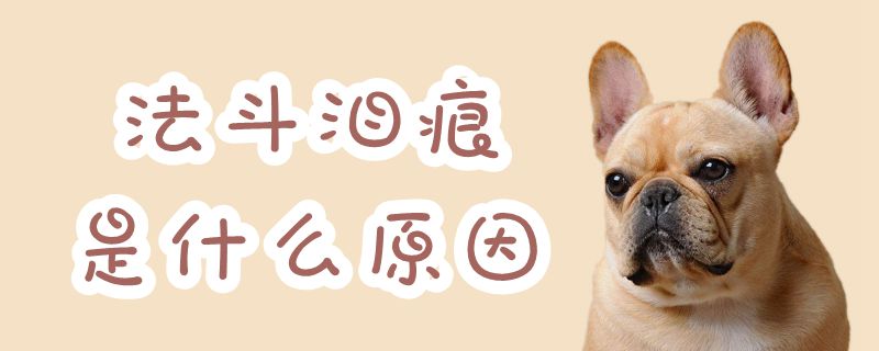 法斗泪痕是什么原因