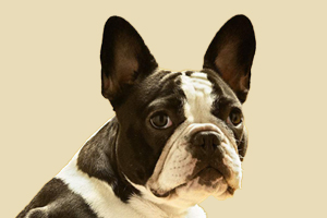 法斗可以吃什么食物