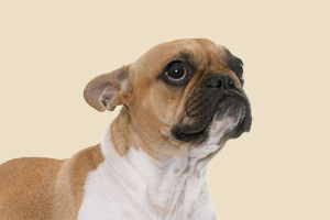 法斗要喂什么胖的快