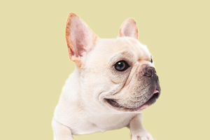 法国斗牛犬眼屎多怎么办