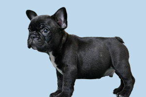 法斗可以吃什么肉