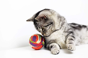 美国短毛猫要吃什么