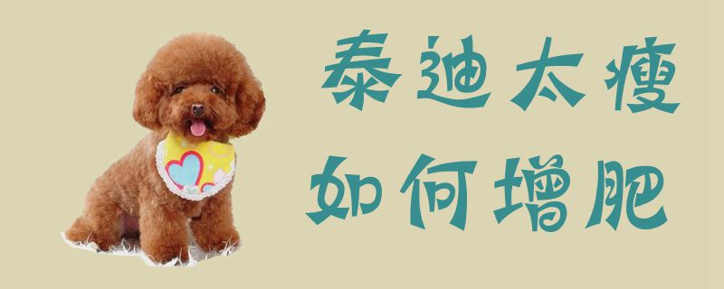泰迪太瘦如何增肥1