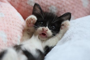 如何给中华田园猫洗澡