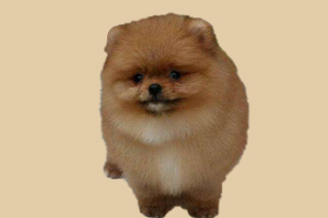 小博美掉毛严重怎么办