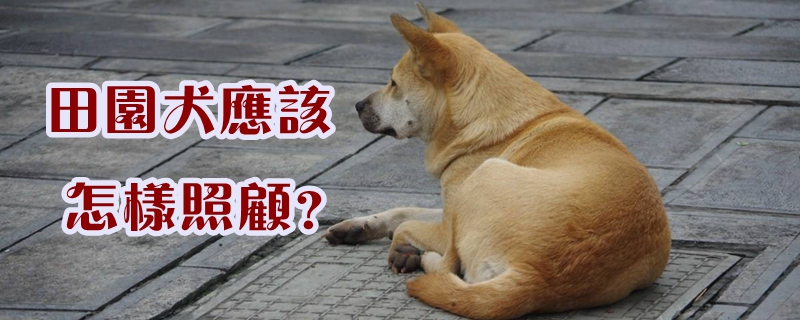 　　田园犬应该怎样照顾?田园犬刚到家先不要用水洗澡，可以先干洗，天冷的时候不要带它出门;特别注意给田园犬保暖，保持其毛发的干爽，给它补充维生素A、D;给田园犬喂食到7、8成饱就可以，给它准备一个盒子，垫上多层柔软的布，最好不带盖子。  　　1.刚带回来的田园犬最好不要洗澡，天气冷的时候也不要带它出去，要是很脏或有味道的话可以去宠物用品店买点干洗粉抹抹，或者婴儿用的爽身粉也行，最好选没有刺激的。  　　2.田园犬要特别注意保暖，因为他们娇小的身体无法提供足够的热量支持，但同时要保持其毛发的干爽。  　　3田园犬像很多刚出生的小宝宝一样也会得佝偻病，所以要给它补充维生素A和维生素D。  　　4.田园犬的消化能力比较差，千万不要喂食太多，一般7、8成饱就可以了，吃多了容易得肠炎。一般可以从田园犬的便便情况来观察，吃的少了便便比较硬，吃的多了甚至会拉稀。所以要根据便便的情况及时调整喂食量，保证田园犬的健康。主人一定要狠的下心哦，不要田园犬要吃的就给，因为幼犬是不知道饥饱的，这样反而会害了它。  　　5.对田园犬来说它的家很重要，可以给它准备一个狗笼或者箱子，垫上多层柔软的布，让它舒服一些，最好不用带盖子的窝，因为田园犬通常都会把你和家人看成是妈妈，它即使在窝里，也要经常能看的到你才有安全感。