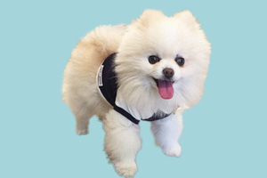 小博美泪痕严重怎么办