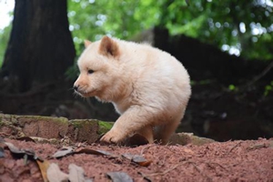 田园犬应该怎样照顾