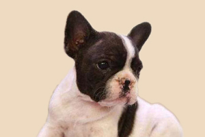 法斗缺钙吃什么