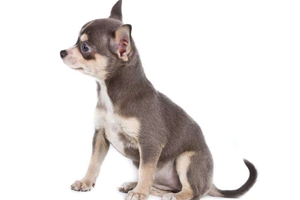 吉娃娃嘴臭怎么治疗