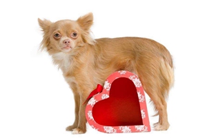 吉娃娃掉毛是什么原因