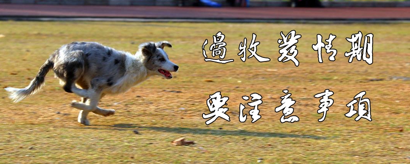 邊境牧羊犬發情期要注意事項