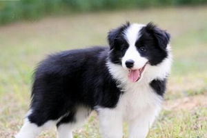 边牧发情期要注意事项