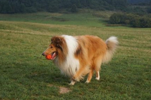 5个多月的苏牧怎么养