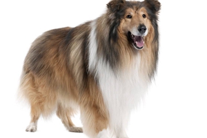 苏牧应该喂什么