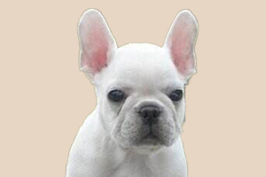 法斗挑食太瘦怎么办