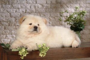 松狮不爱吃饭怎么回事