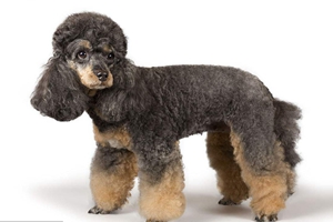 巨型贵宾犬怎么梳毛