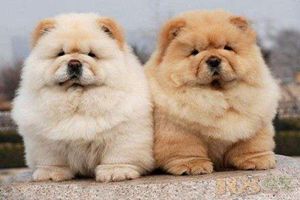 松狮口臭怎么解决