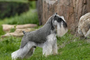 雪纳瑞犬吃什么狗粮