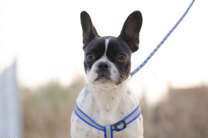 法国斗牛犬发情怎么办