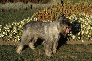 怎么给雪纳瑞洗嘴巴