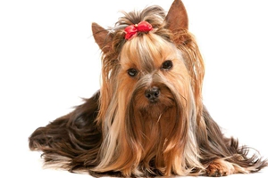 怎么给约克夏洗澡