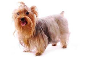 怎么给约克夏刷牙