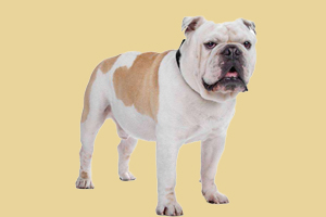 英国斗牛犬有泪痕怎么办